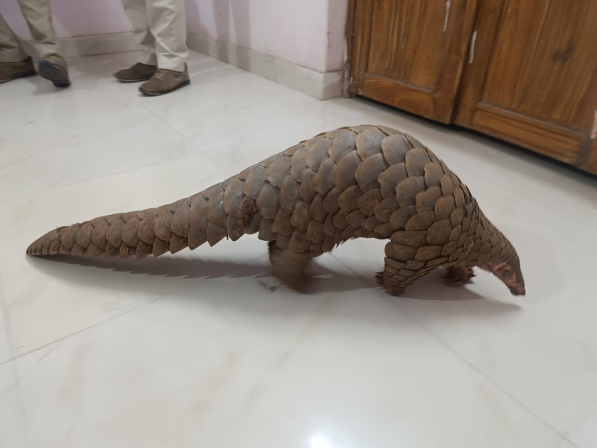 Prem_CWLWOdisha's tweet photo. A live #PangolinRescue by Bolangir Forest Division near Kusumkhal. Five persons were apprehended. Further investigation led to the recovery of pangolin scales from the residence of another suspect. All five accused were sent to judicial custody. #WildlifeJustice
@ForestDeptt https://t.co/awkDOYSUVv