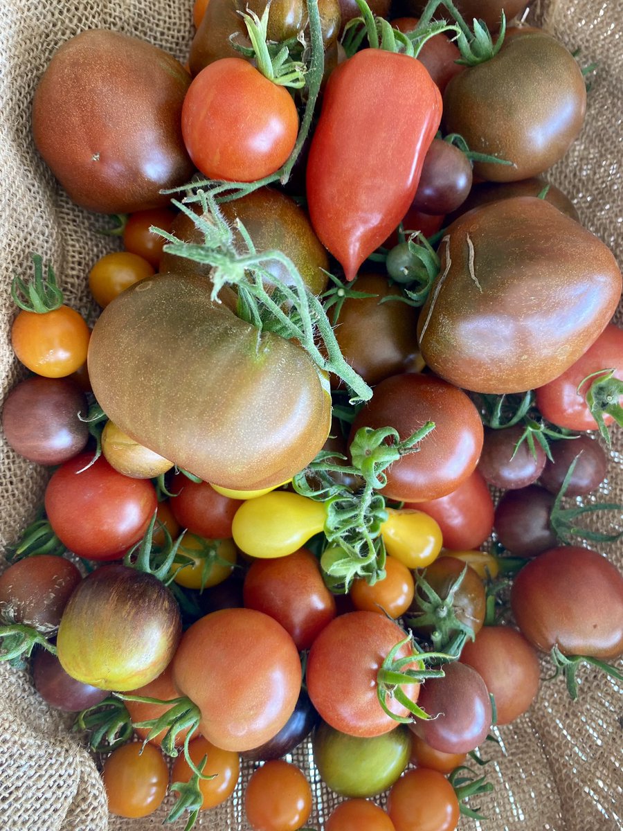 sallycrosss's tweet photo. @GWmag Tomatoes the slugs don’t eat them 😀 https://t.co/m1TdrtZ0un