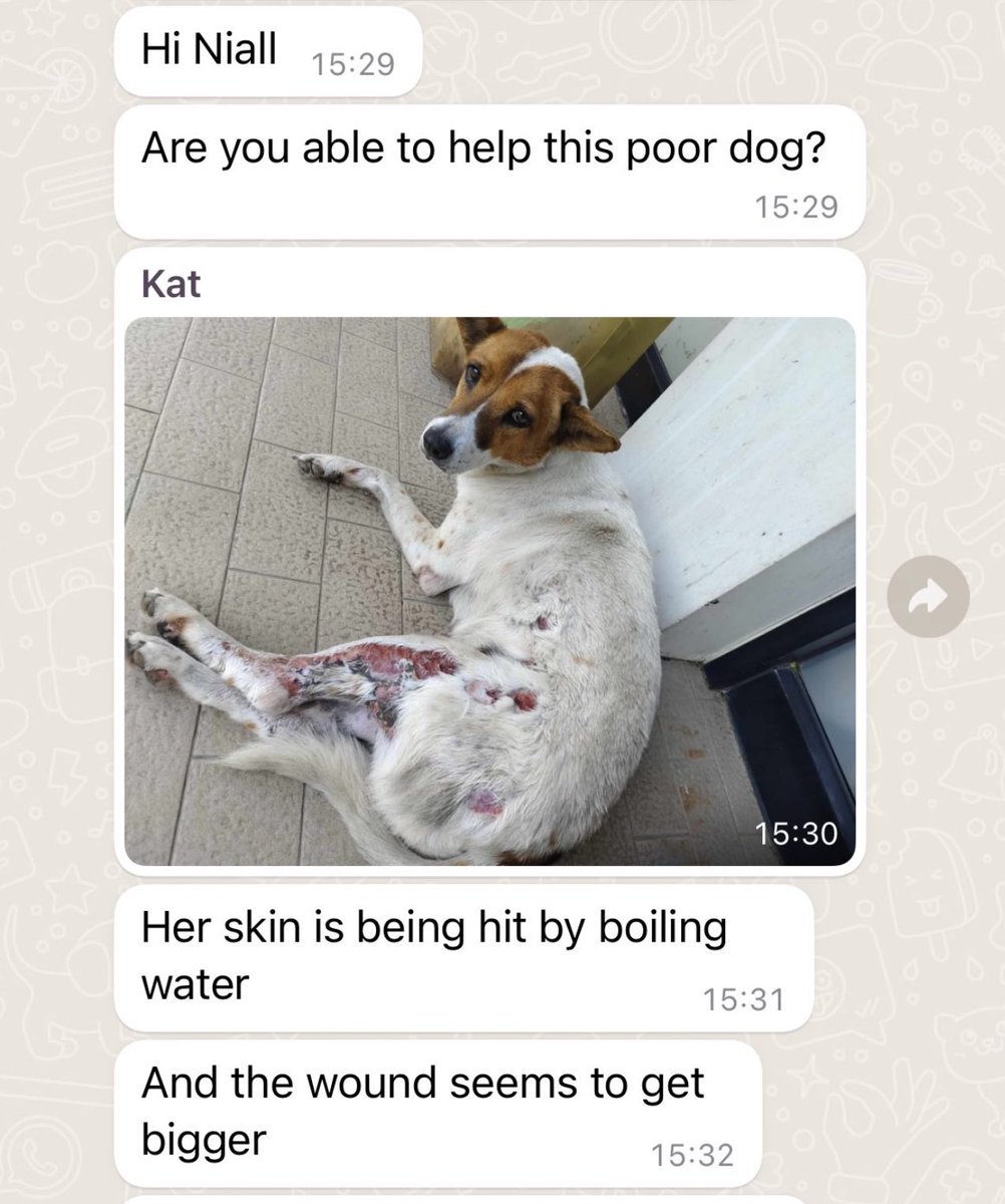 A year ago today on Christmas Eve I got the following message about a dog who had been scalded by hot water outside a 7-11 in Thailand. 

I called her Eve. To see her today is just a thing of pure beauty (1/7) 🧵