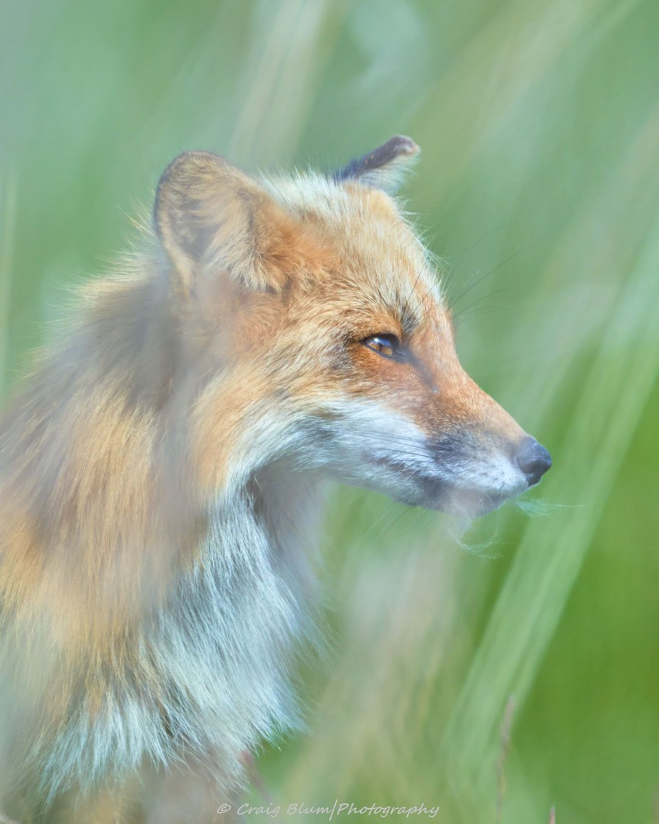 Chris Packham tweet media