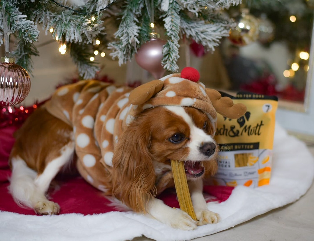 It's Christmas Eve, which means snuggling under the tree with your favourite treats 🥰️

(and fingers crossed, Santa Paws brings you more tomorrow!)

📷 lilysworld864 

#PoochAndMutt #Christmas #ChristmasGiftsForDogs