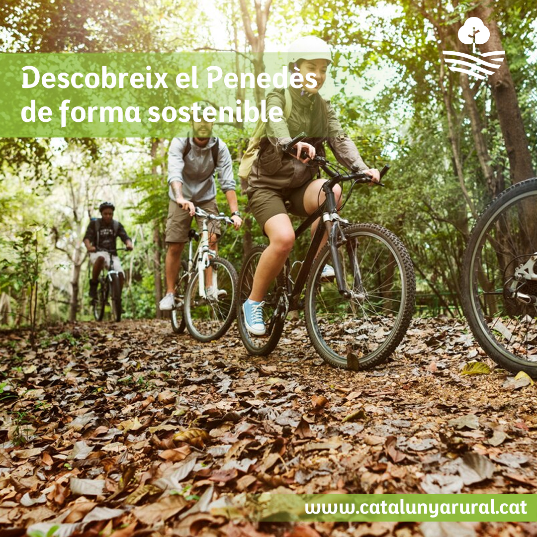 Descobreix el Penedès pedalant entre vinyes i presseguers!

Rutes circulars per Subirats amb tast de vins locals: cellers ecològics, familiars o històrics. Suma’t al transport sostenible: arriba en tren a Lavern.

👉 Info: catalunyarural.cat/pedalant-i-tas…

#CatalunyaRural #PenedèsEnBici