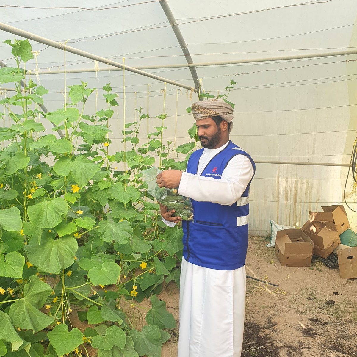 GSharqiya's tweet photo. في اطار الحملة الرقابية الزراعية التي شملت مزارع الخضار والفاكهة في ولايات المحافظة، قام المختصون من دائرة الثروة الزراعيه وموارد المياه بالكامل والوافي ودائرة الرقابة ودائرة #سلامة_وجودة_الغذاء ،،
يتبع،، https://t.co/JfgbWIqnuO