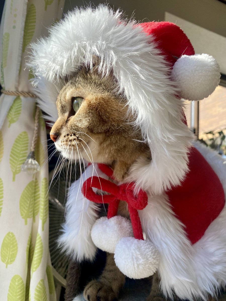 ウチのサンタさん
🎄パールちゃんです🎄