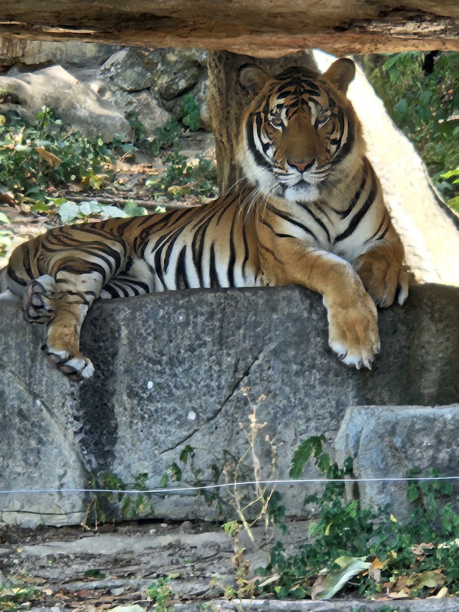 Amit Pai tweet media