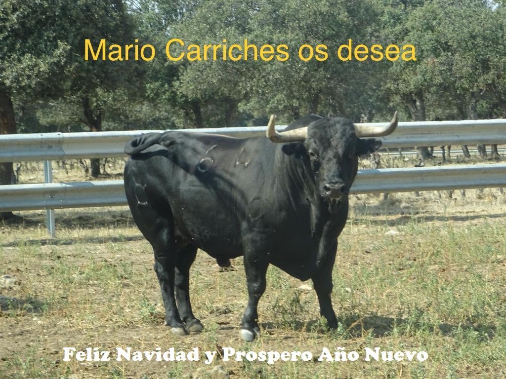Mario Carriches tweet media