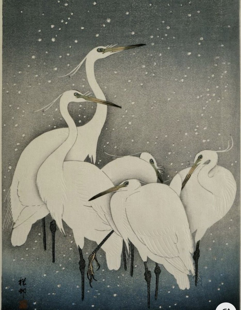 AOS_ALB's tweet image. Another year of birding across Albania, exploring its most remarkable birds and habitats has come to an end. As 2024 draws to a close and 2025 approaches, we want to take a moment to pause, reflect, and share a few thoughts with you, our friends, about AOS—a natural evolution of…