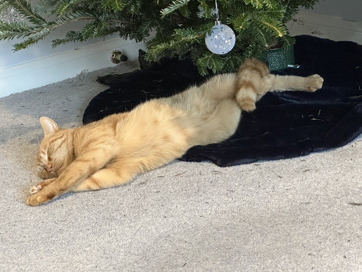 The bald 👨‍🦲 one says we’re common moggies.  But we can do classy in a way he can’t. Waiting pawtiently for Santa 🎅 Paws.  Note the elegant twist to protect my modesty and the use of a single bauble.  Remembering that it took the V E T ages to find my second bauble 🙀🙀 🍒 ✂️