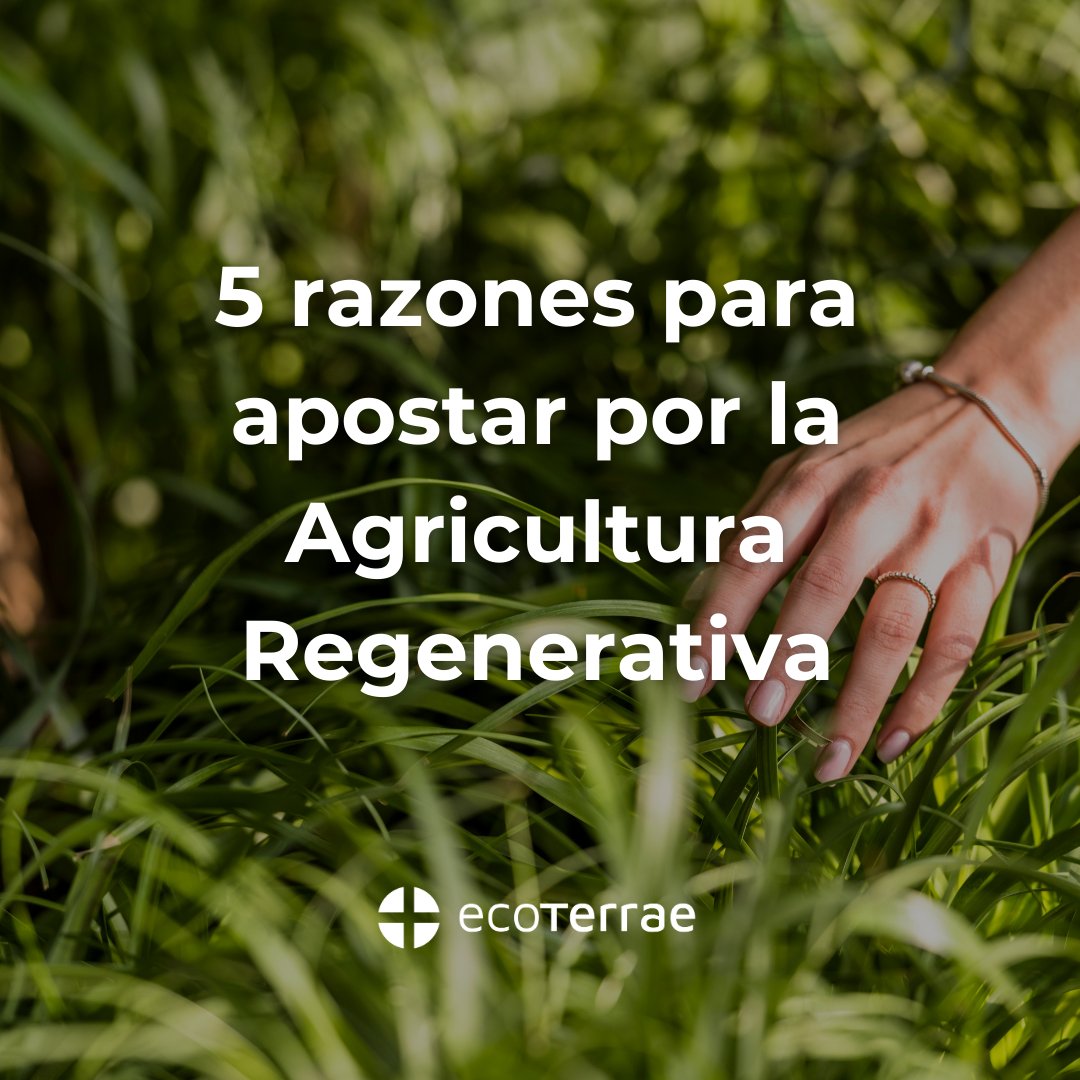 🌱 5 beneficios de la agricultura regenerativa

1️⃣ Suelos más saludables 🌾
2️⃣ Captura de carbono 🌬
3️⃣ Mayor biodiversidad 🐝
4️⃣ Menos insumos químicos 🚜
5️⃣ Resiliencia climática 🌦

✨ El futuro del planeta empieza en el suelo.

📩 Visita nuestra web: ecoterrae.com