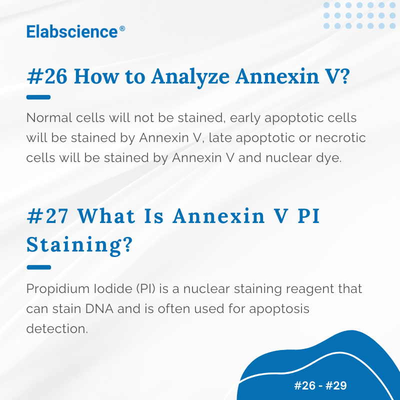 Elabscience_bio's tweet image. 👨‍🔬 👩‍🔬 𝐂𝐨𝐦𝐦𝐨𝐧 𝐐&amp;amp;𝐀 𝐨𝐟 𝐂𝐞𝐥𝐥 𝐃𝐞𝐭𝐞𝐜𝐭𝐢𝐨𝐧 #𝟐𝟔 - #𝟐𝟗
✅ How to analyze annexin v?
✅ What is annexin v PI staining?
✅ How does tunel assay work?
✅ How does caspase 3 assay work?

Get answers below 👇 

#CellDetection #AnnexinV #PIStaining #TUNEL #Caspase3