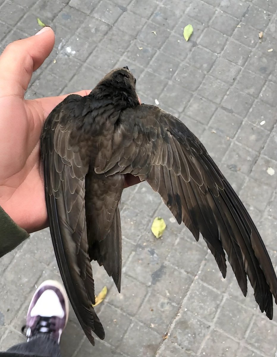 Ve kuşların intihar tasarısından söz ediliyor kentte.