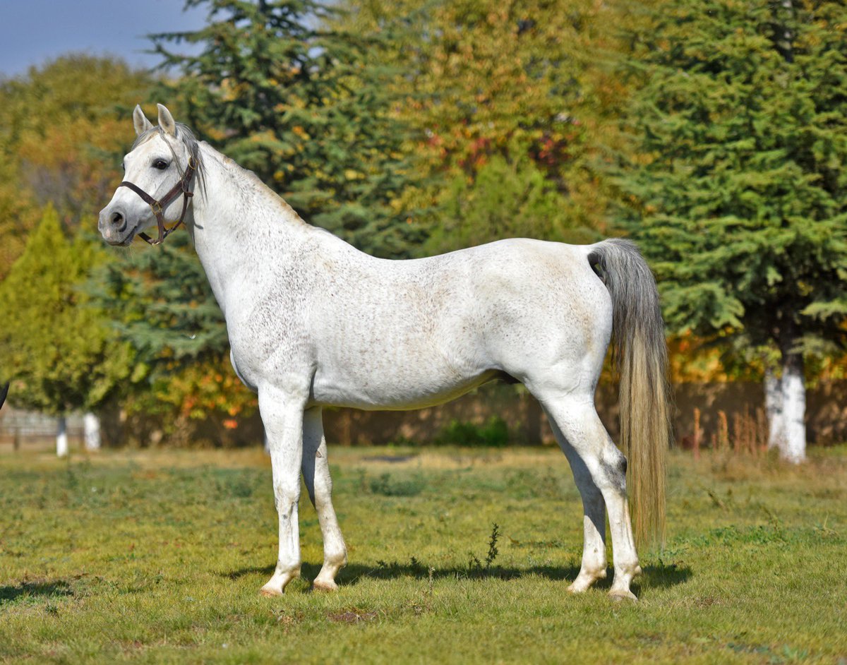İlk iki jenerasyonda %53 Koşan kazanan oranı, Kısa Vade galipleri İLAYTAY ve MÜZEYYEN ABLA, 2’de 2 yapan yıldız adayı TUTKUNLAR, istikrarlı yarışlar yapan Nirengi, Alçin Sultan gibi isimlerin babası Embir Han 35.000 TL Aşım Ücreti ile TUTUMLU HARASI’nda…