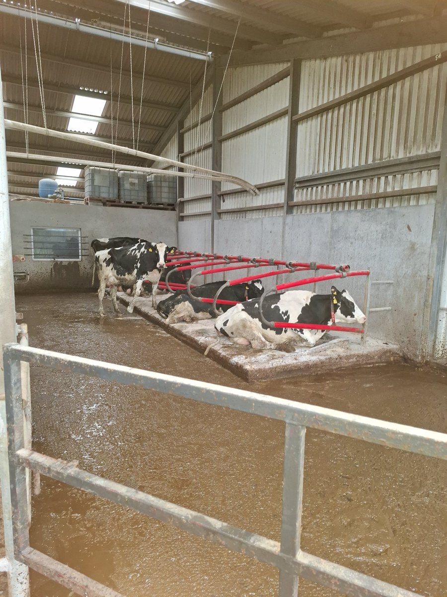 Jim Mulhall🚜🐄 tweet media