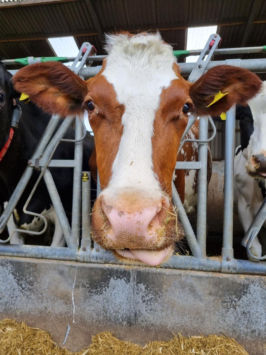 Jim Mulhall🚜🐄 tweet media