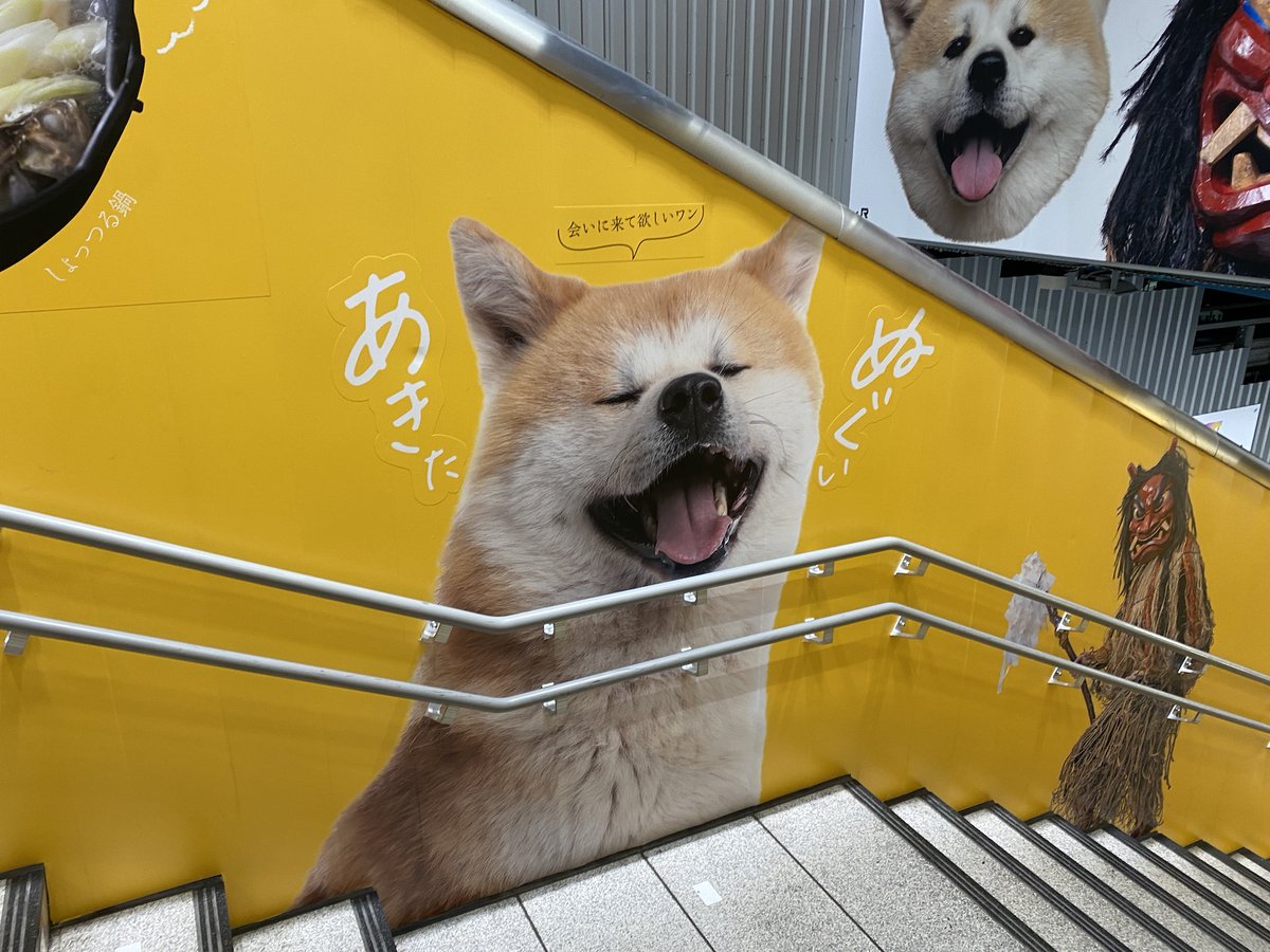 ⋱#なまはげ ＆ #秋田犬 が “渋谷きた”！🥰 ⋰ 2月27日（木）まで