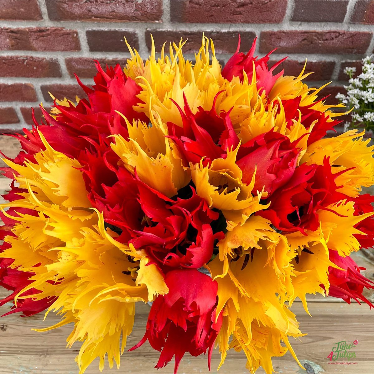time4tulips's tweet photo. 🌷Looking for something exquisite? Here it is! Tulip Robbedoes en Sunny Leo in the mix, both tulips with an unique shape. Their petals have a classic shape but a ruffled edge.
#time4tulips #9vaga9_flowers #gardencolor #top_favourite_flowers #fiori https://t.co/S5dvGp7AmF