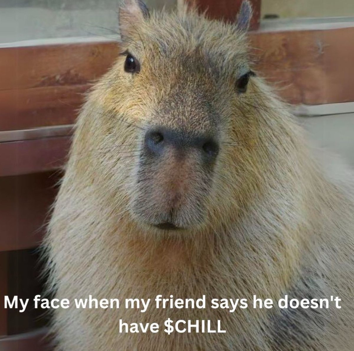 Have your friends got their $CHILL?

#LumiChill #memecoin #SolanaMemeCoins #next100Xcoin