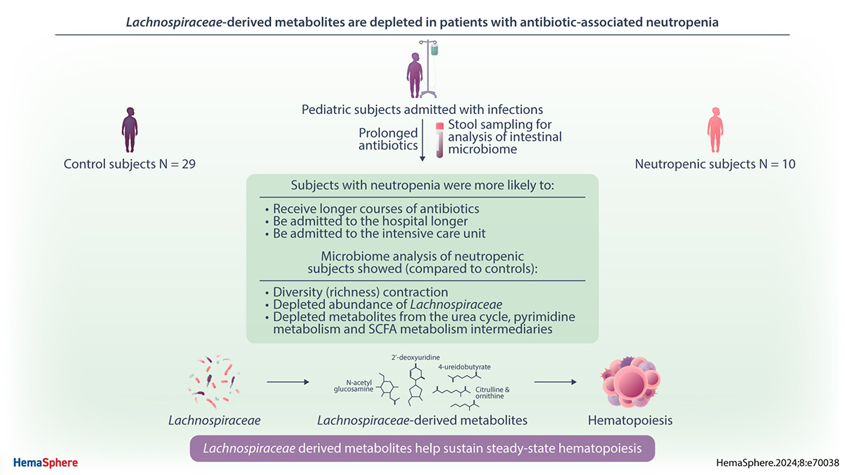 HemaSphere Journal (IF = 11.9) (@hemasphere_eha) on Twitter photo Microbes support normal blood production! Authors in this recently published article report on the microbes and microbial metabolites missing from pediatric patients with antibiotic-associated neutropenia. <a href="/TheKingLab/">Katherine King MDPhD</a> 👉bit.ly/4fUXyWe Microbes support normal blood production! Authors in this recently published article report on the microbes and microbial metabolites missing from pediatric patients with antibiotic-associated neutropenia. <a href="/TheKingLab/">Katherine King MDPhD</a> 👉bit.ly/4fUXyWe