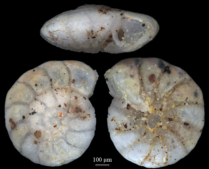 I found several shallow water foraminifera as this Ammonia in a sand from the German Pre-Alps. They prove its marine origin from the Paratethys ocean. The Paratethys covered about 18mya ago vast areas north of the Alps.   #foraminifera #MarineLife #fossils #microfossils #Miocene