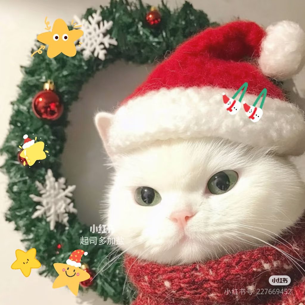 chaleenajaja's tweet photo. Santa Meow 🧑‍🎄🎄❤️ https://t.co/U6CZnlqIaJ