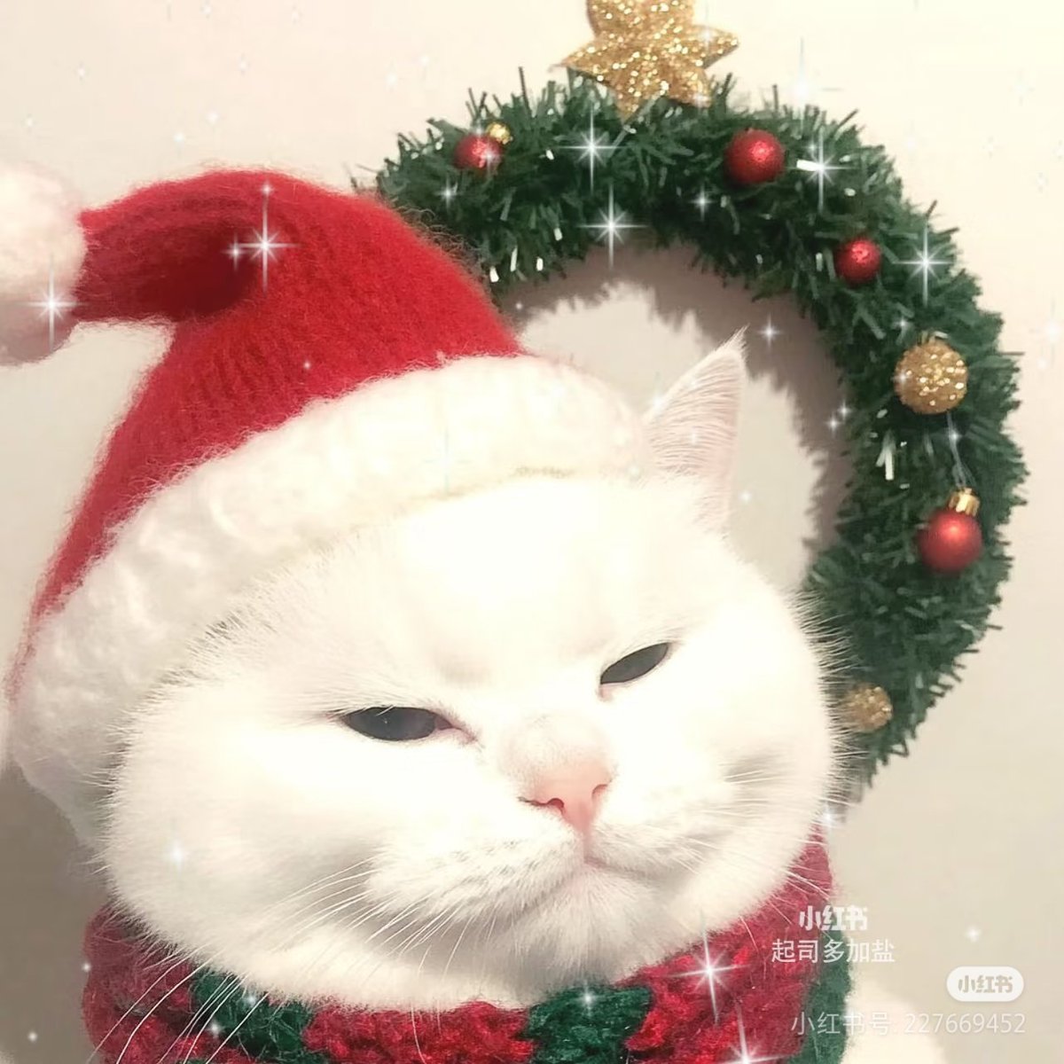 chaleenajaja's tweet photo. Santa Meow 🧑‍🎄🎄❤️ https://t.co/U6CZnlqIaJ