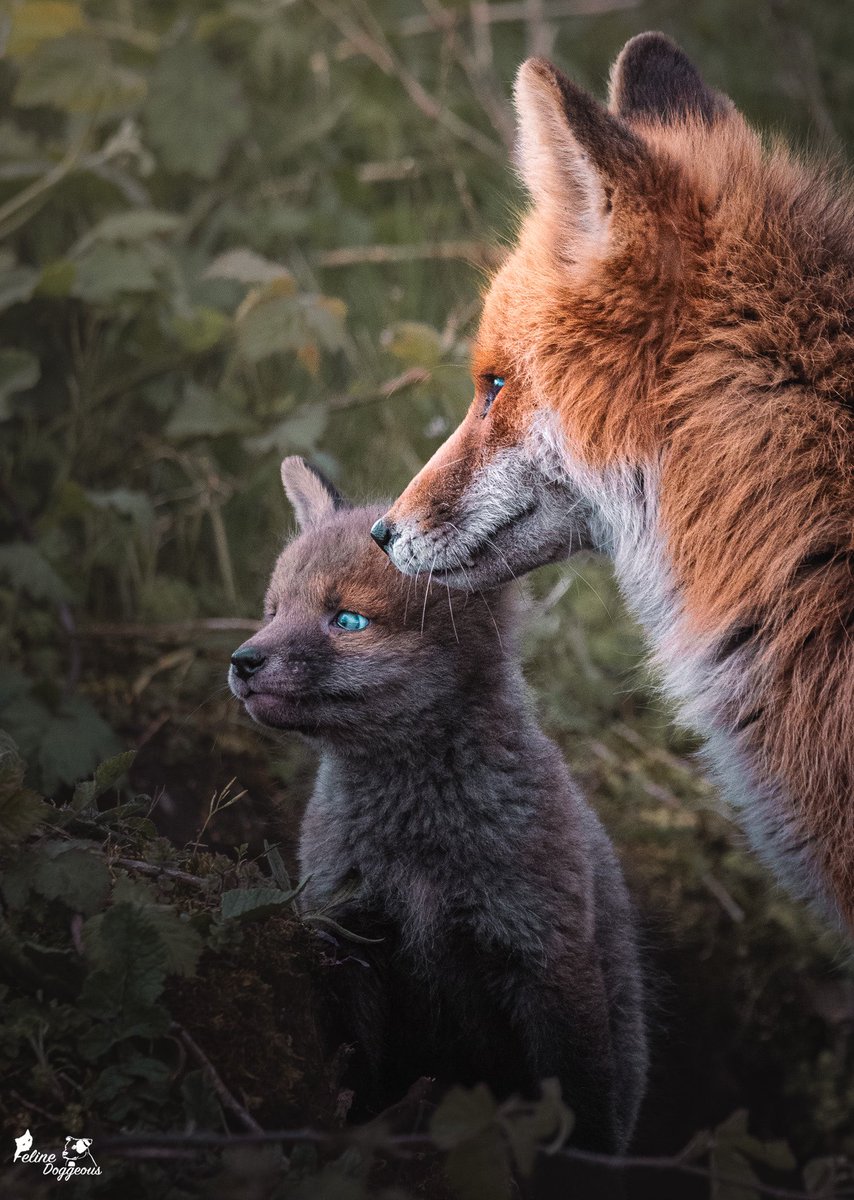 Jen 🐾 Animal Photographer tweet media