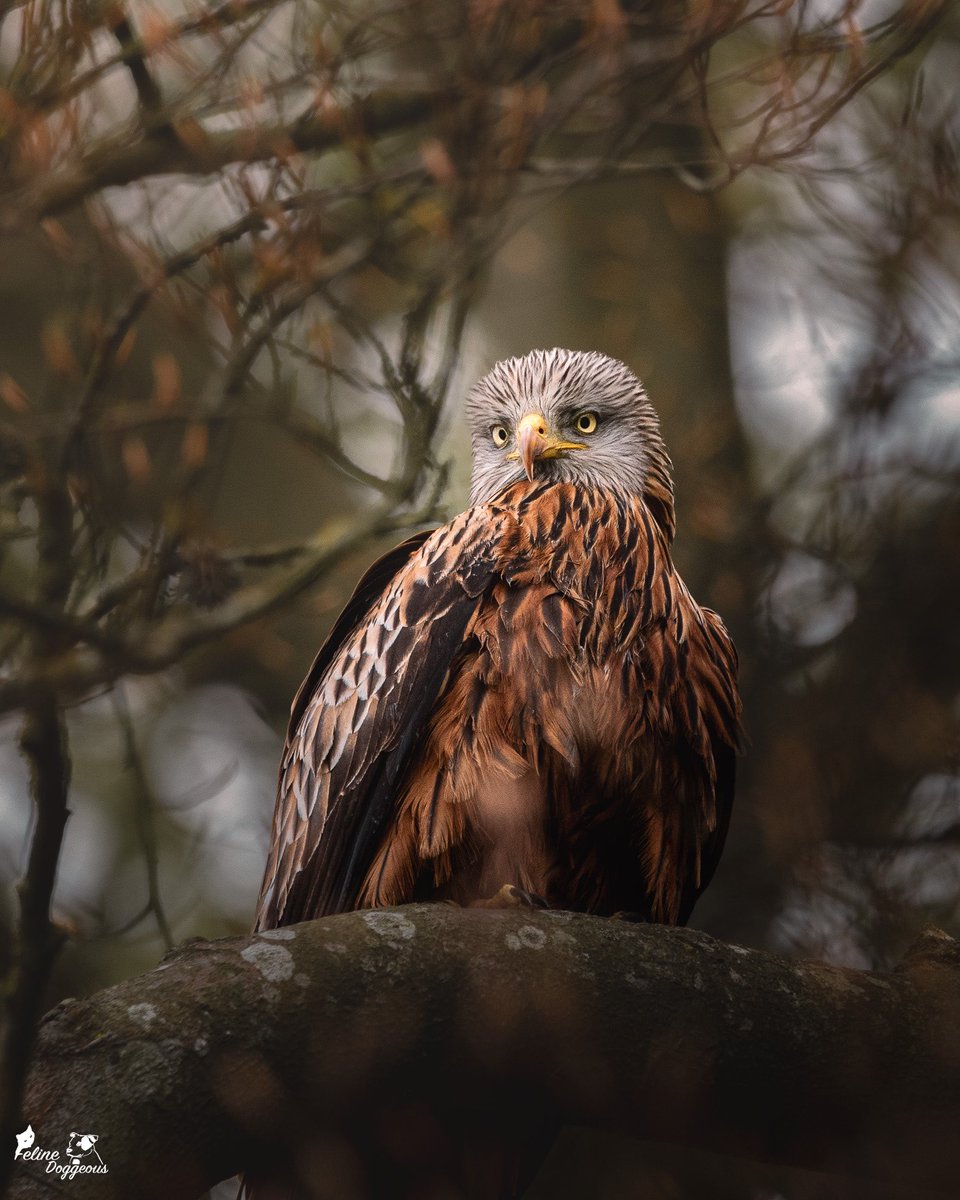 Jen 🐾 Animal Photographer tweet media