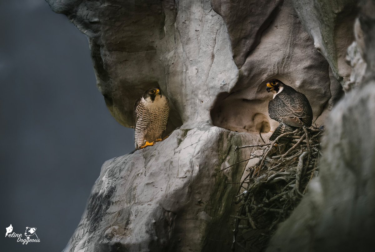 Jen 🐾 Animal Photographer tweet media