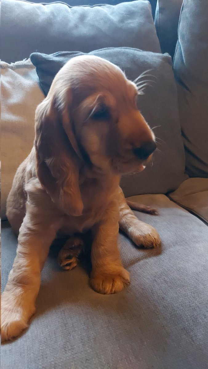 My Flora of Ireland tweet media