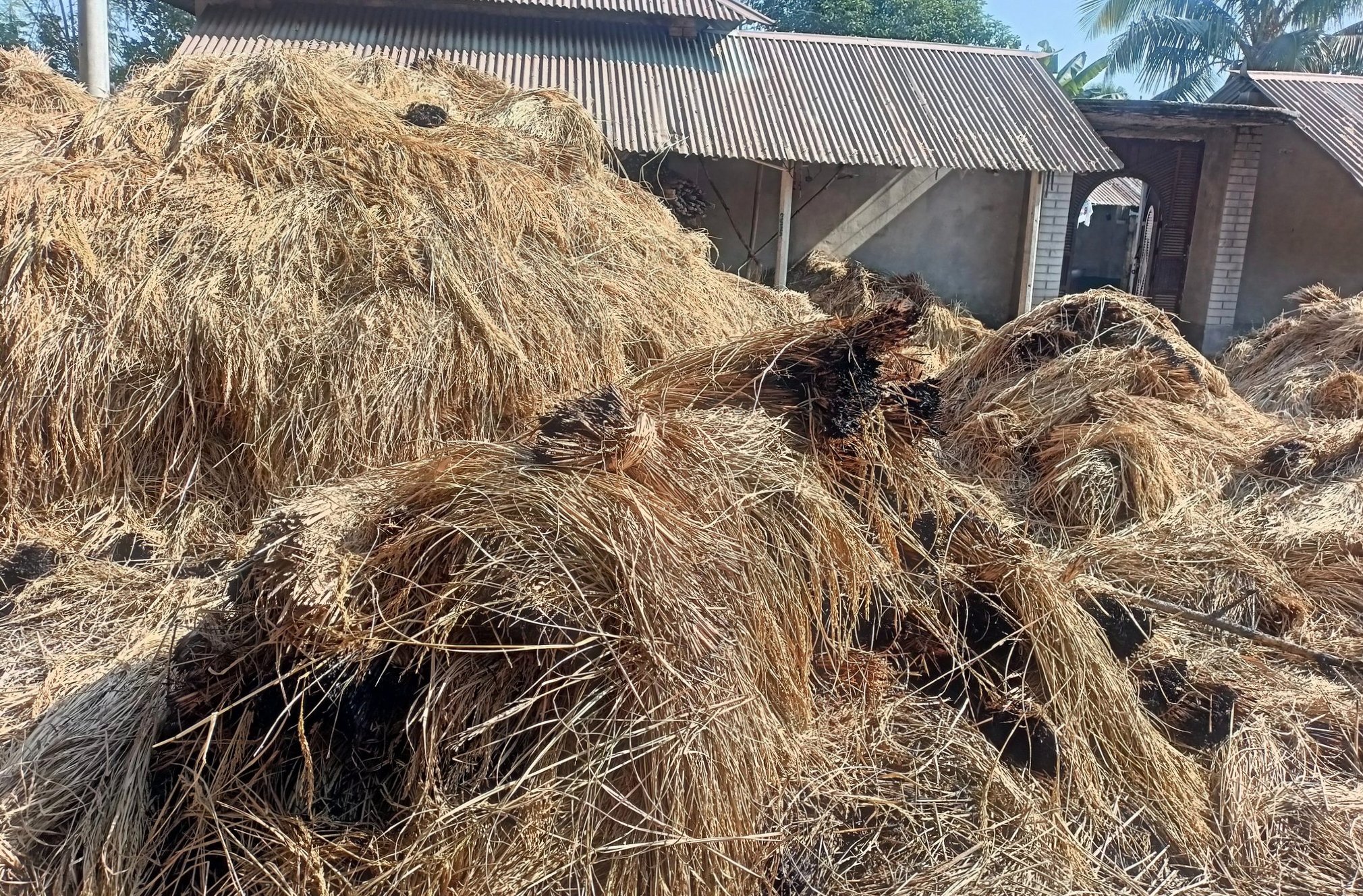 নওগাঁয় দুর্বৃত্তের আগুনে পুড়লো কৃষকের স্বপ্ন