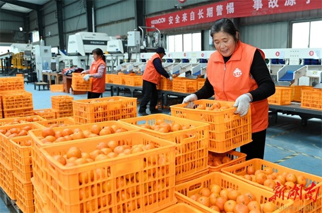 ThisIsHunan's tweet image. In recent days,farmers and fruit dealers in #Dongkou County are busy picking, sorting, and transporting tangerines, in an effort to complete delivery of more than 110 tonnes of #tangerines🍊🍊 to the #overseas clients in #Russia and #Malaysia by the end of the year. #Trade