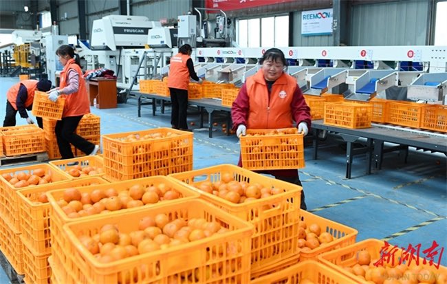 ThisIsHunan's tweet image. In recent days,farmers and fruit dealers in #Dongkou County are busy picking, sorting, and transporting tangerines, in an effort to complete delivery of more than 110 tonnes of #tangerines🍊🍊 to the #overseas clients in #Russia and #Malaysia by the end of the year. #Trade