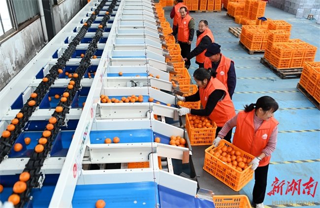 ThisIsHunan's tweet image. In recent days,farmers and fruit dealers in #Dongkou County are busy picking, sorting, and transporting tangerines, in an effort to complete delivery of more than 110 tonnes of #tangerines🍊🍊 to the #overseas clients in #Russia and #Malaysia by the end of the year. #Trade