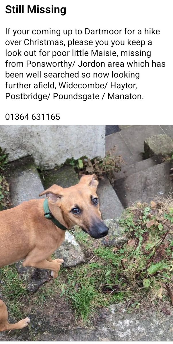 Missing #Dartmoor #lostdogs 
Please share #Devon 
#Widdecombe #Haytor #Postbridge #Poundsgate #Manaton