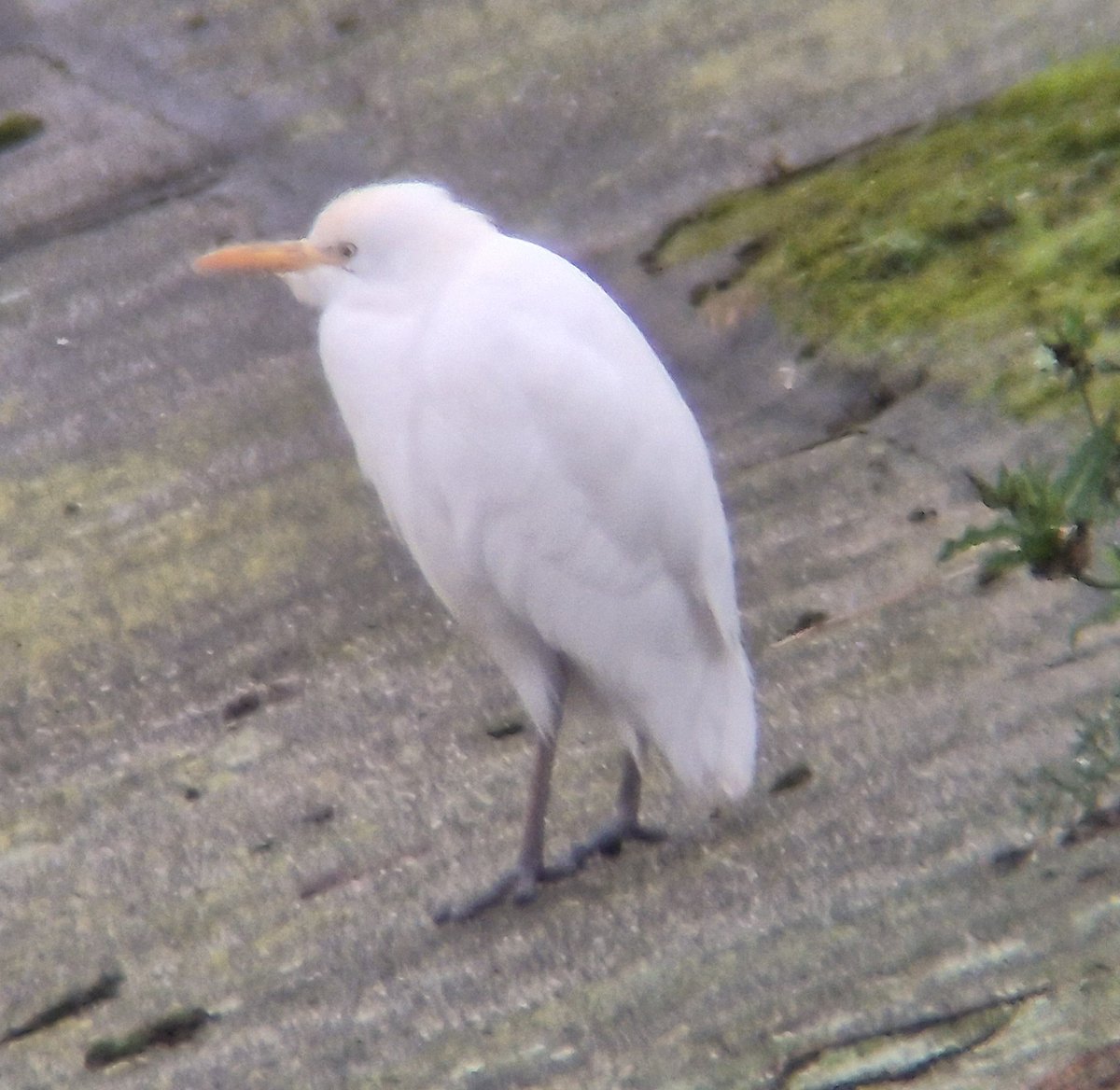 SuttonBingham's tweet photo. WTE and Cattle Egret at SBR again at 08:30. https://t.co/igWxM8CCVZ