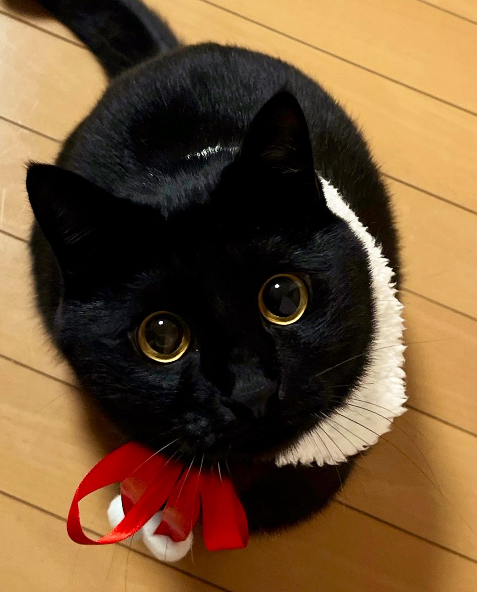 クリスマスがやってくるにゃ。🎄.*

#黒猫  #MerryChristmas
