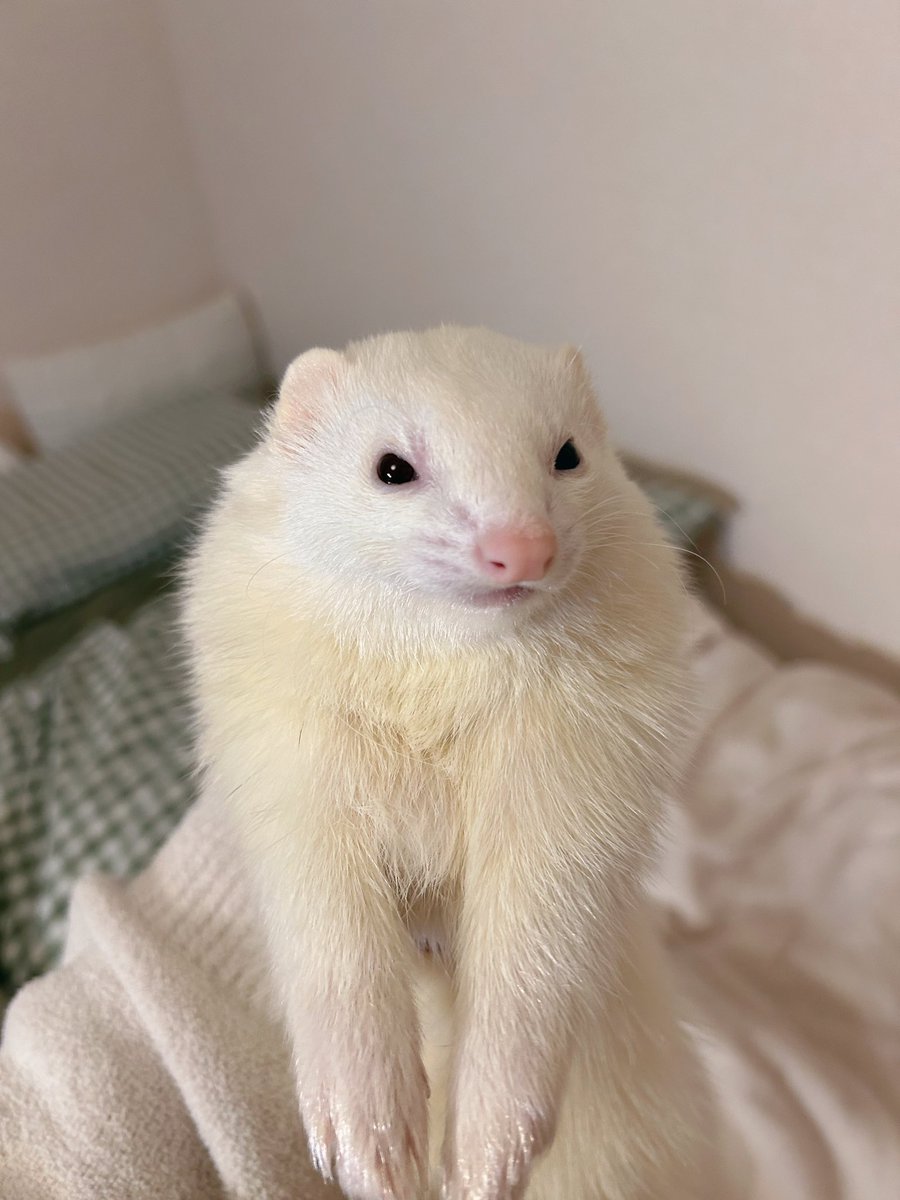 なんだか強そうなウユちゃん💪🏻