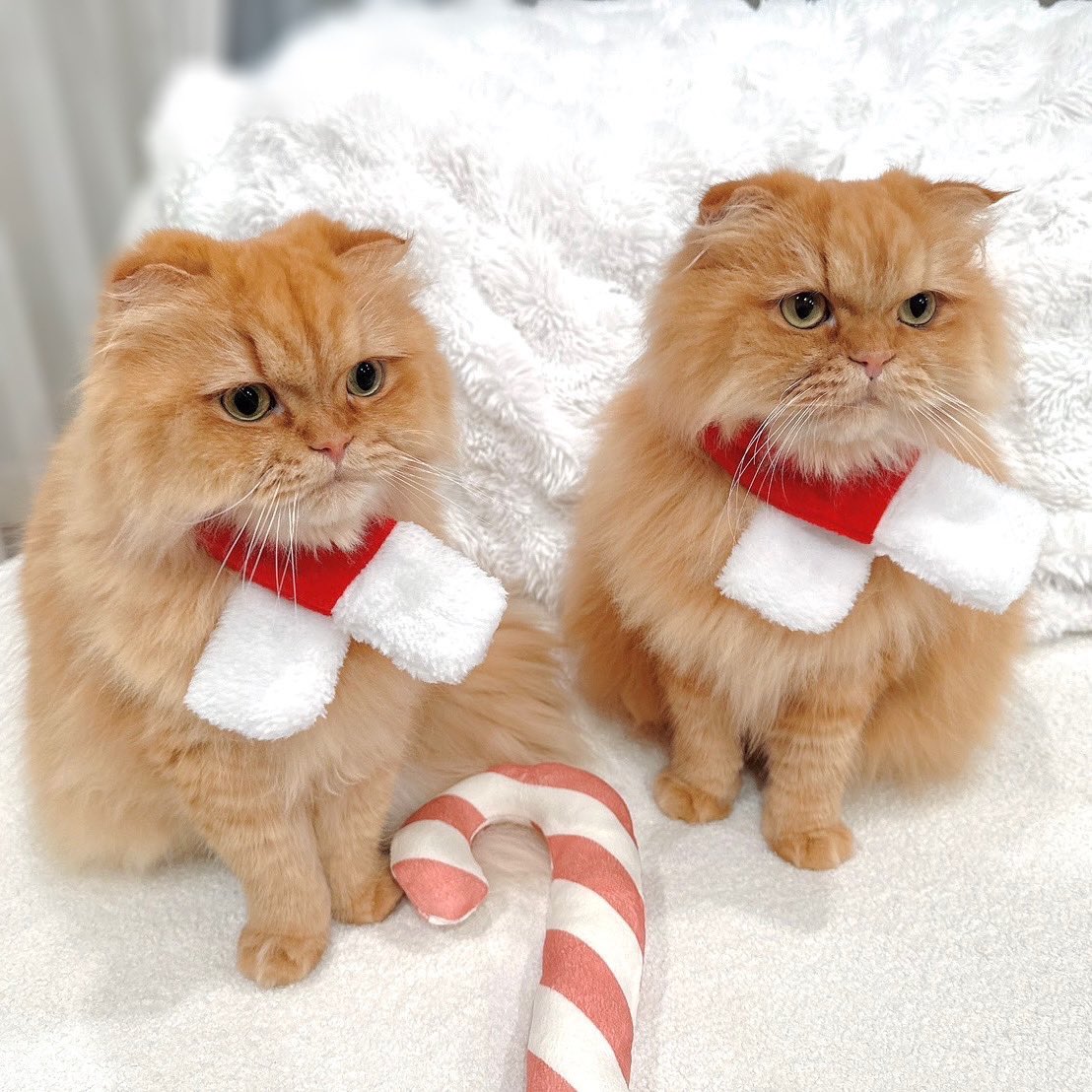 つなまよサンタ(?)がやってきた🐈🐈🎄🎅 ダブルお手のプレゼントもらっ