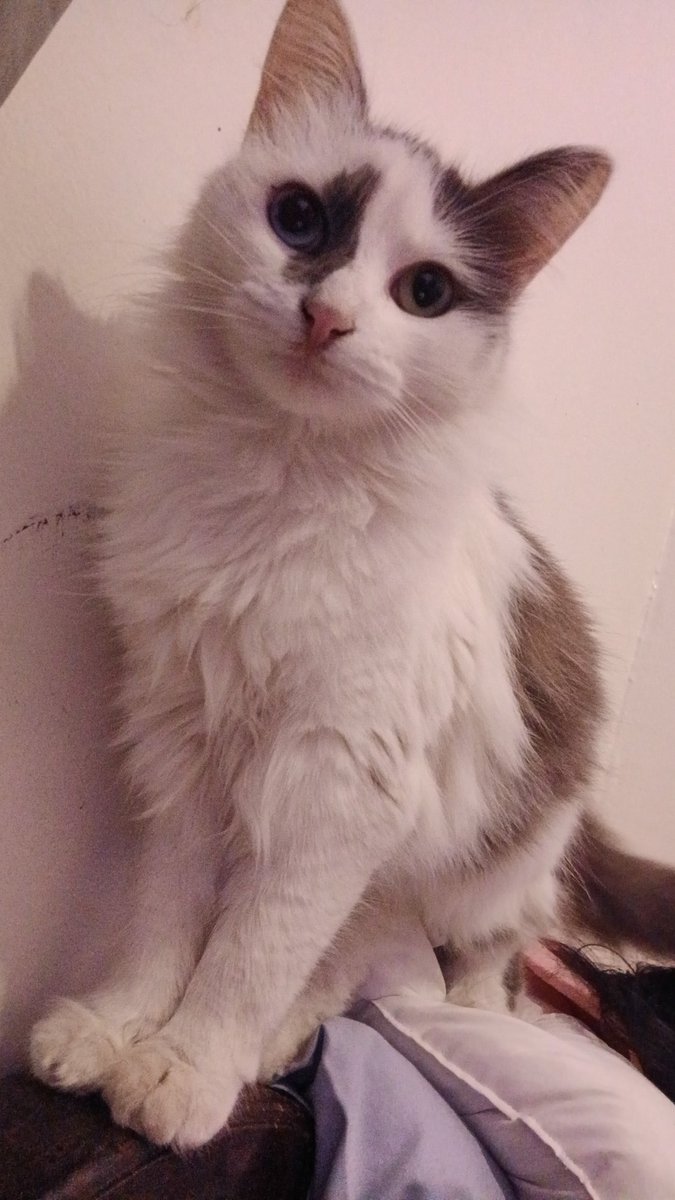 Well, I just had a car accident a day ago , 
I'm dealing with the mental trauma and physical pain .

But what's hurting me the most is that I had to come home and not find my cat lily she's missing ..

 Al hamdolilah