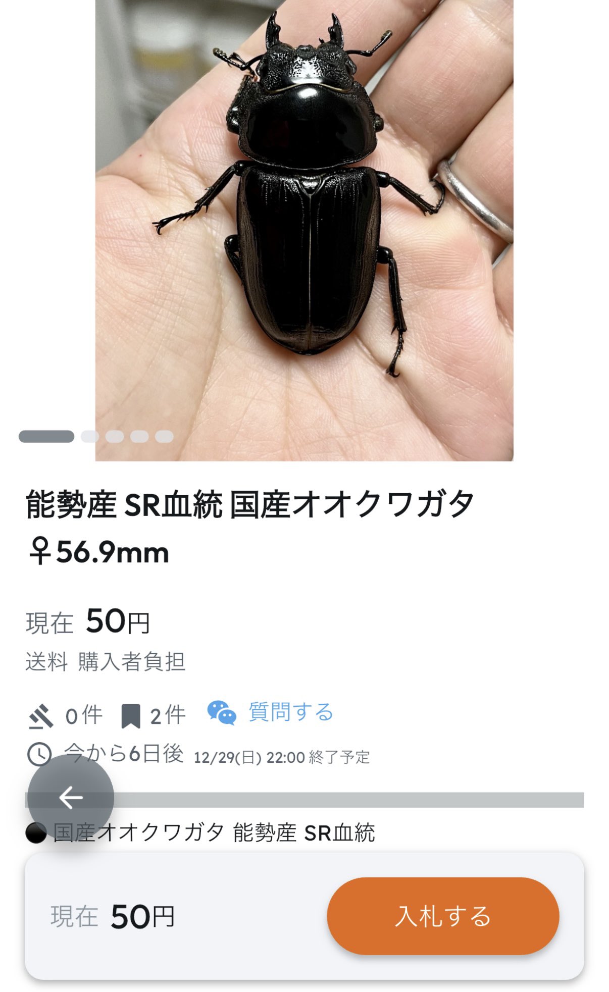 国産 オオクワガタ 標本 83㎜ ♂ 能勢産