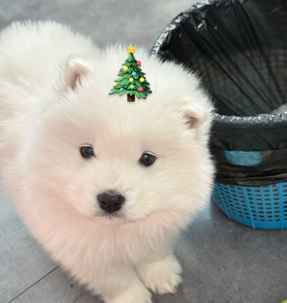 ถ้าผมไม่ดีพี่เอาป๋มทิ้งขยะเลย คับ