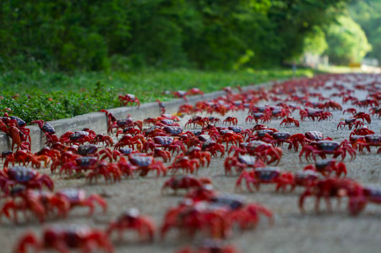 For our last #SpeciesSpotlight of the year we're taking a look at the festive-themed, Christmas Island red crab, endemic to Christmas Island in the Indian Ocean where they get their name 🦀
1/3
Dive into some more crab facts: mcsuk.org/news/crab-facts