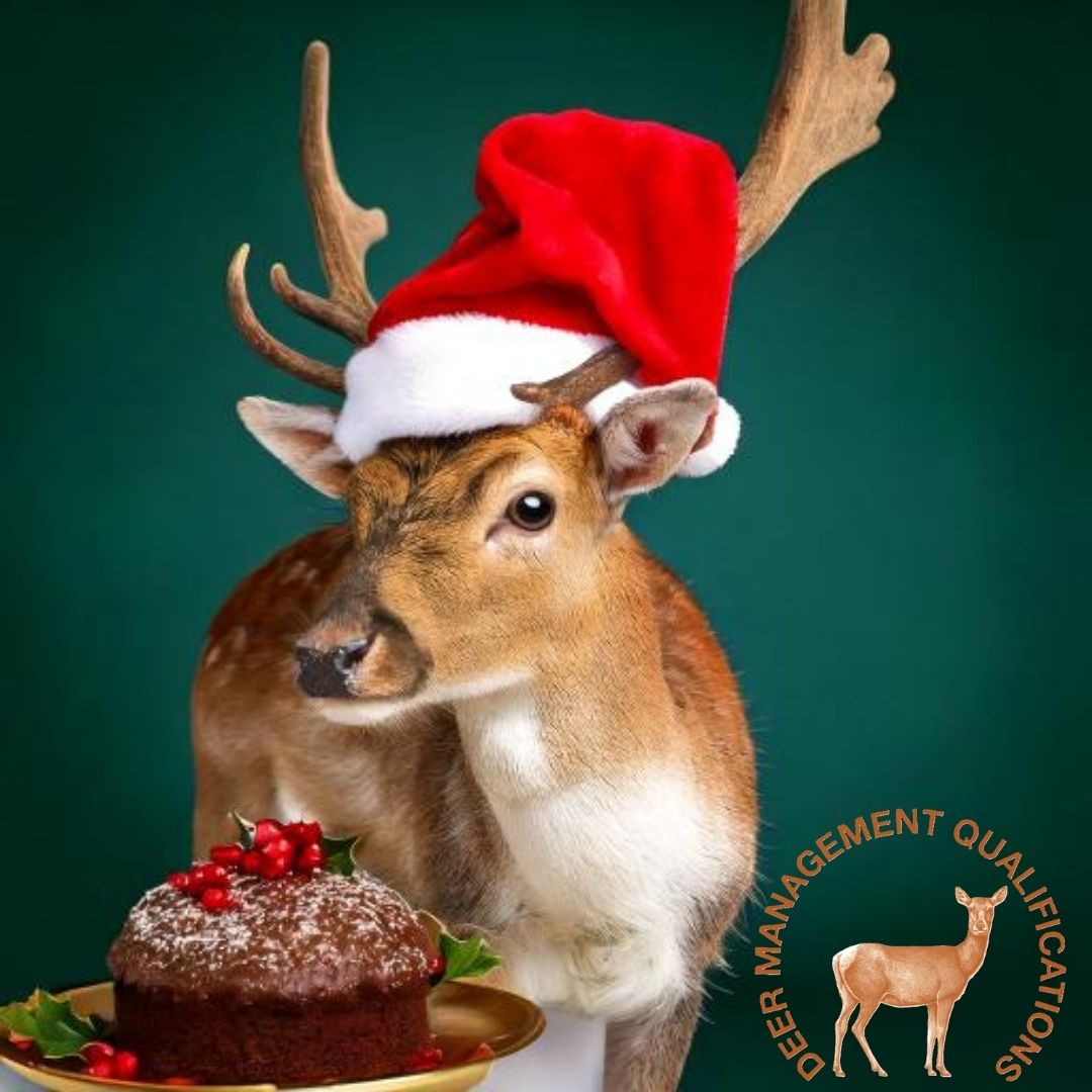 A very Merry Christmas from all of us here at DMQ!
We wish you all the best and look forward to seeing you in 2025!