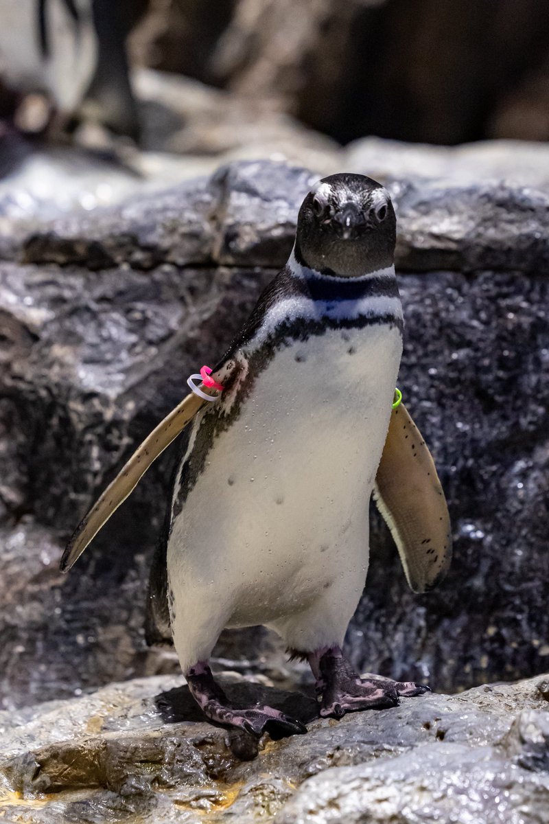 ReLU_aqua's tweet photo. だいふくさんと目が合った🐧✨
#すみだ水族館 #マゼランペンギン 
#羽毛さん日誌 https://t.co/uhYiecX4fr
