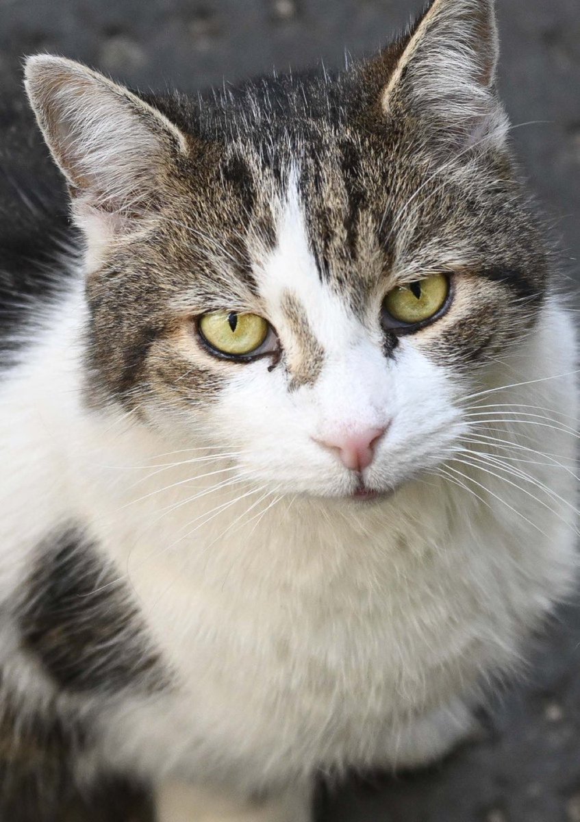 PoliticalPics tweet media