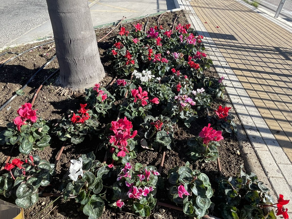 AytoEstepona's tweet photo. Seguimos con la plantación de pascueros y cyclamen en las zonas verdes públicas en casco urbano y extrarradio, para embellecer la ciudad en la Navidad. En estas fechas, trabajamos de forma especial en la ornamentación para crear un ambiente navideño. #Estepona #Navidad #pascuero https://t.co/gVm36DWDR6