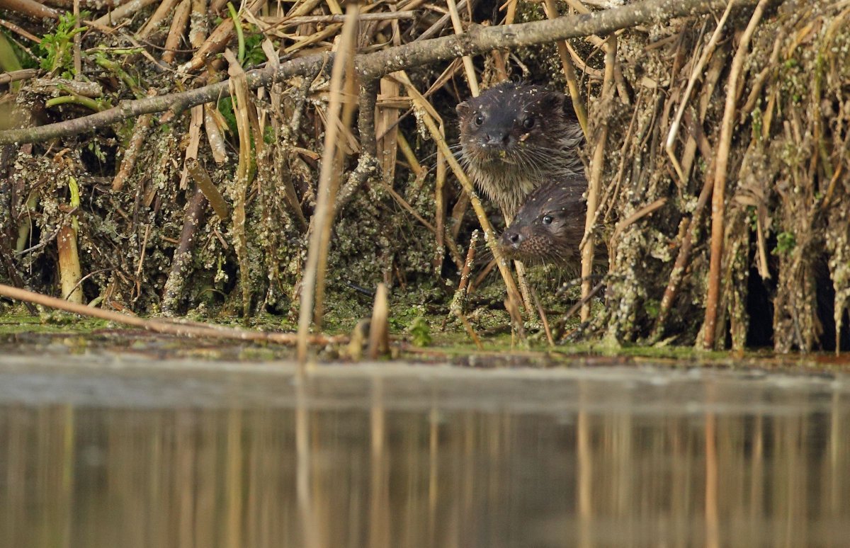 Are you looking for a fresh challenge in 2025? Our exciting new Riverwoods project is recruiting for two roles: Comms &amp; Advocacy Lead and Knowledge &amp; Evidence Officer.

Visit our website to apply or find out more 👇
…h-wildlifetrust.current-vacancies.com/Careers/SWT-va…

📷 Luke Massey/2020VISION