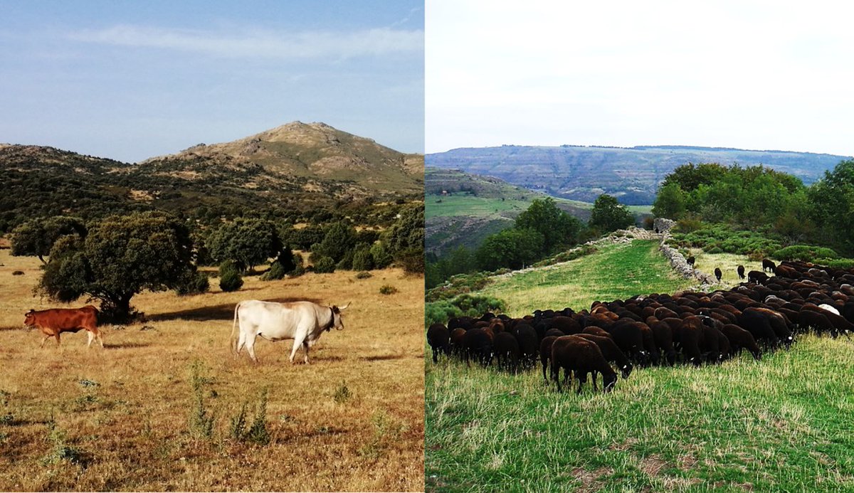 Hoy se acaba de publicar (por fin) la segunda parte del trabajo en el que colaboré mientras trabajaba en la <a href="/UAM_Madrid/">UAM Autónoma Madrid</a> . Dadle cariño. Gracias a <a href="/mglloren/">Marina G Llorente</a> <a href="/dlopgar_agro/">Daniel López García</a> Zuriñe y Pablo por todo el currazo que hay detrás. 

besjournals.onlinelibrary.wiley.com/doi/10.1002/pa…