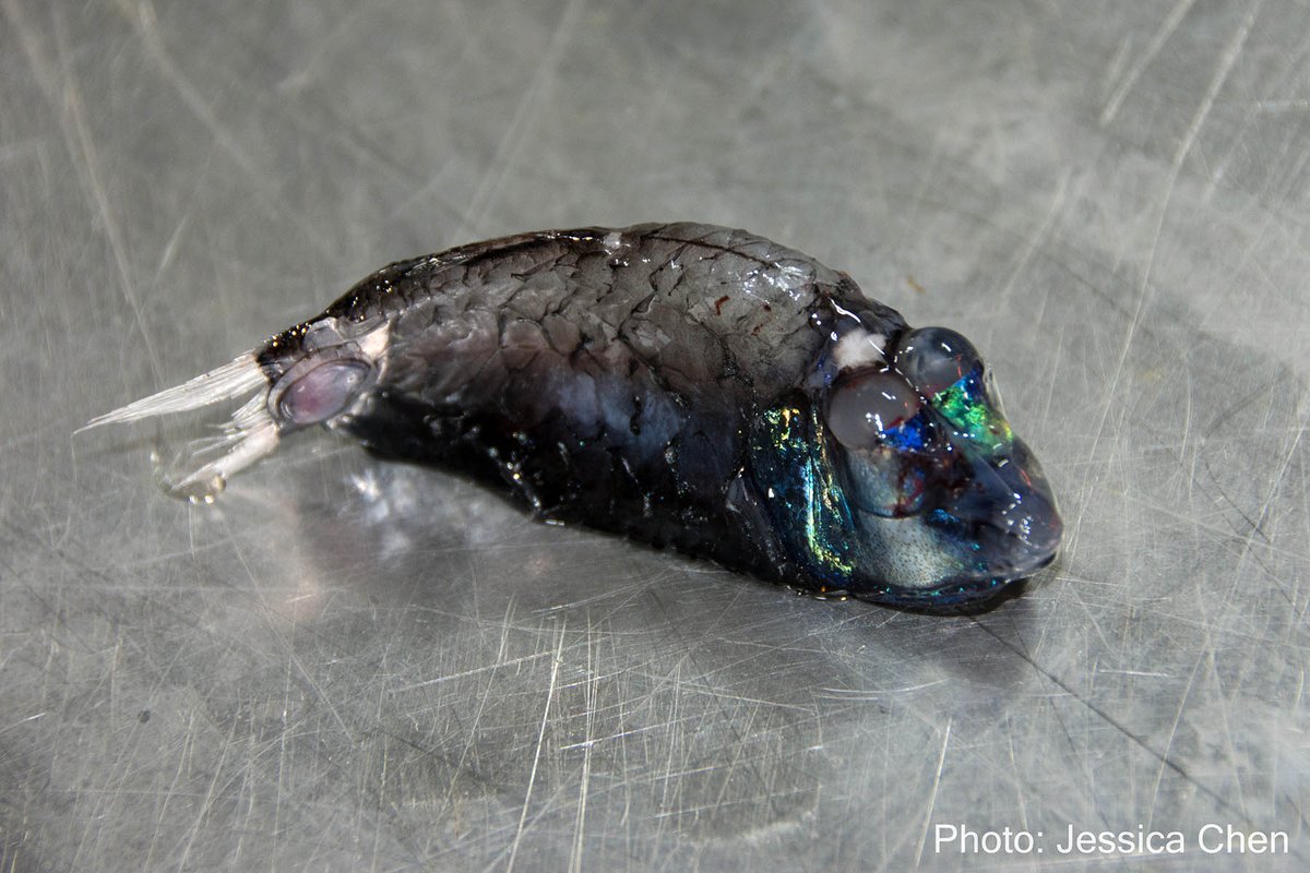 jethroreading32's tweet photo. Can you believe it's Fishmas Eve already? Only two more fish to go... 🥲
Today we've got our last fish that uses bacterial bioluminescence, an absolute deep-sea icon and a previous #25DaysOfFishmas Alum. This is the Barrel-Eye, Opisthoproctus soleatus. https://t.co/PKIfA2mOAZ