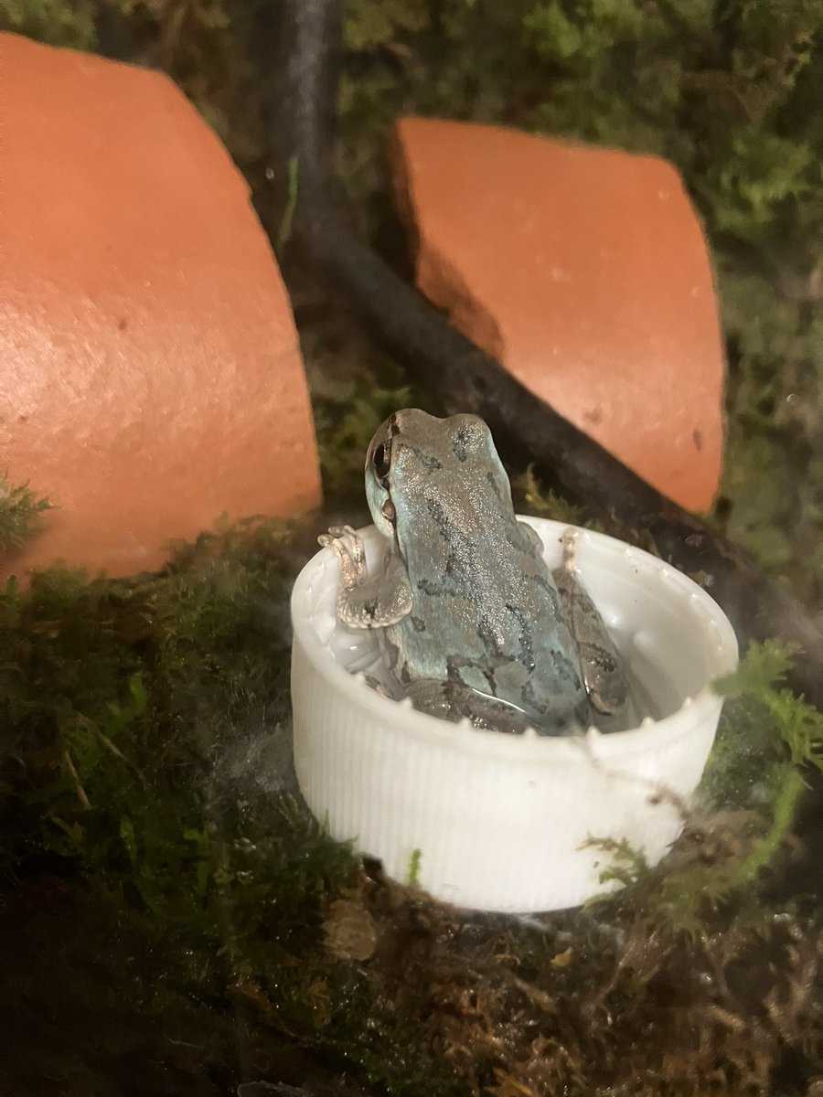 asahiyamazoo1's tweet photo. 昨日のニホンアマガエル🐸
#旭山動物園 #asahiyamazoo
#ニホンアマガエル #Japanesetreefrog
#第二担当者撮影 https://t.co/tt4ID3XBKr